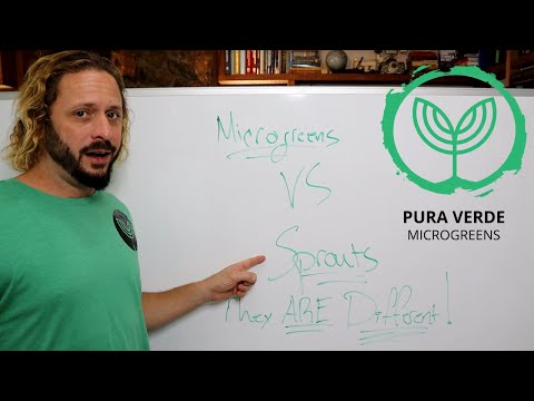 Microgreens VS Sprouts ~ They ARE DIFFERENT!  Find out WHY!