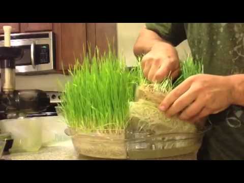 Hydroponic Grown Wheatgrass
